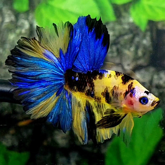 Yellow Blue Tiger Rosetail Halfmoon Male