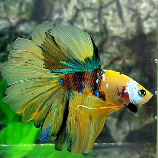 Yellow Koi Galaxy Rosetail Halfmoon Male