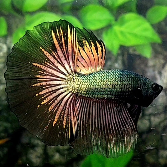 Copper Green Black Gold Halfmoon Male