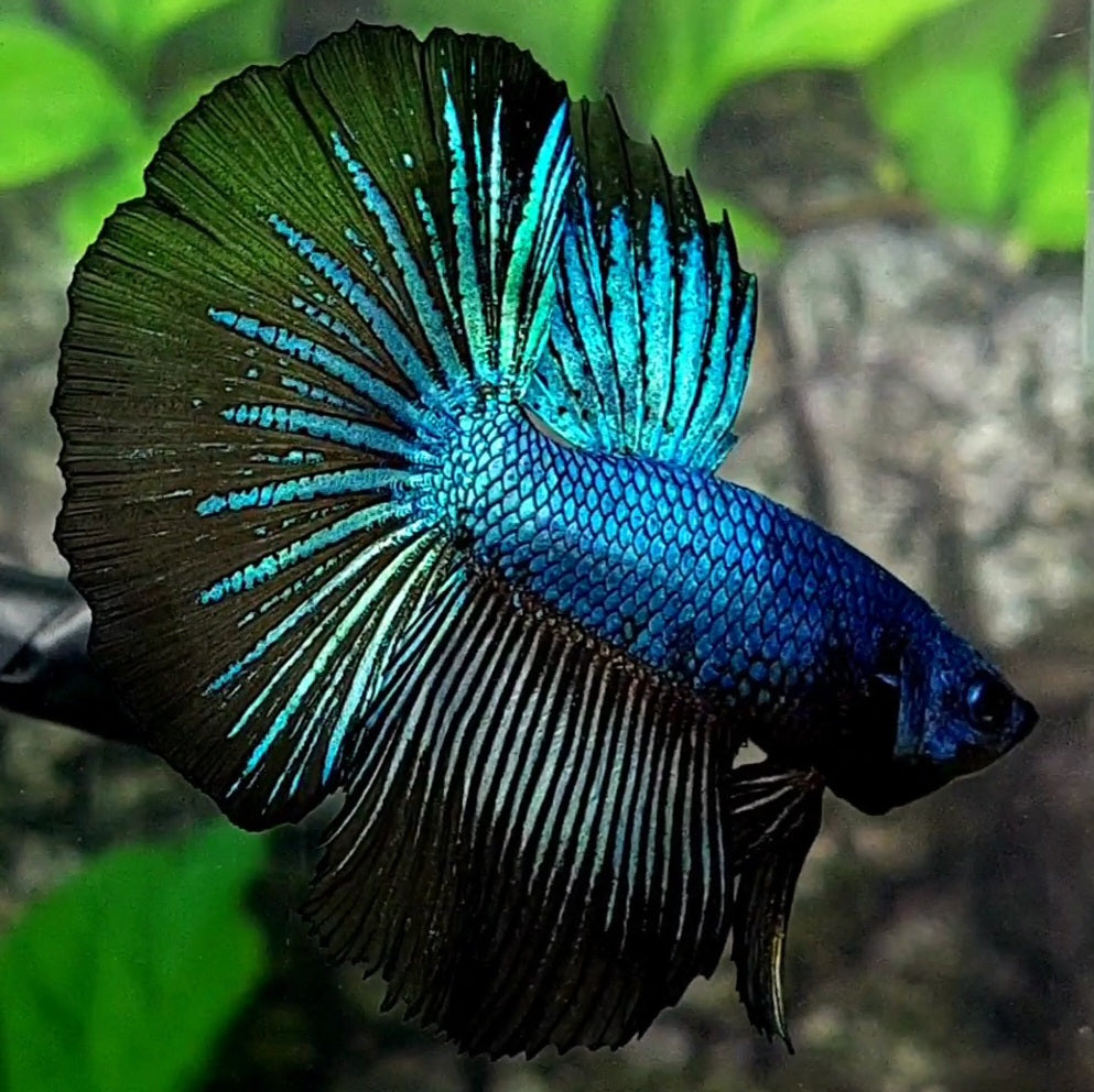 Blue Black Orchid Star Tail Halfmoon Male 50% off