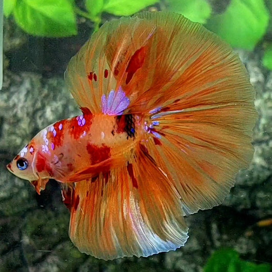 Orange Candy Galaxy Halfmoon Male