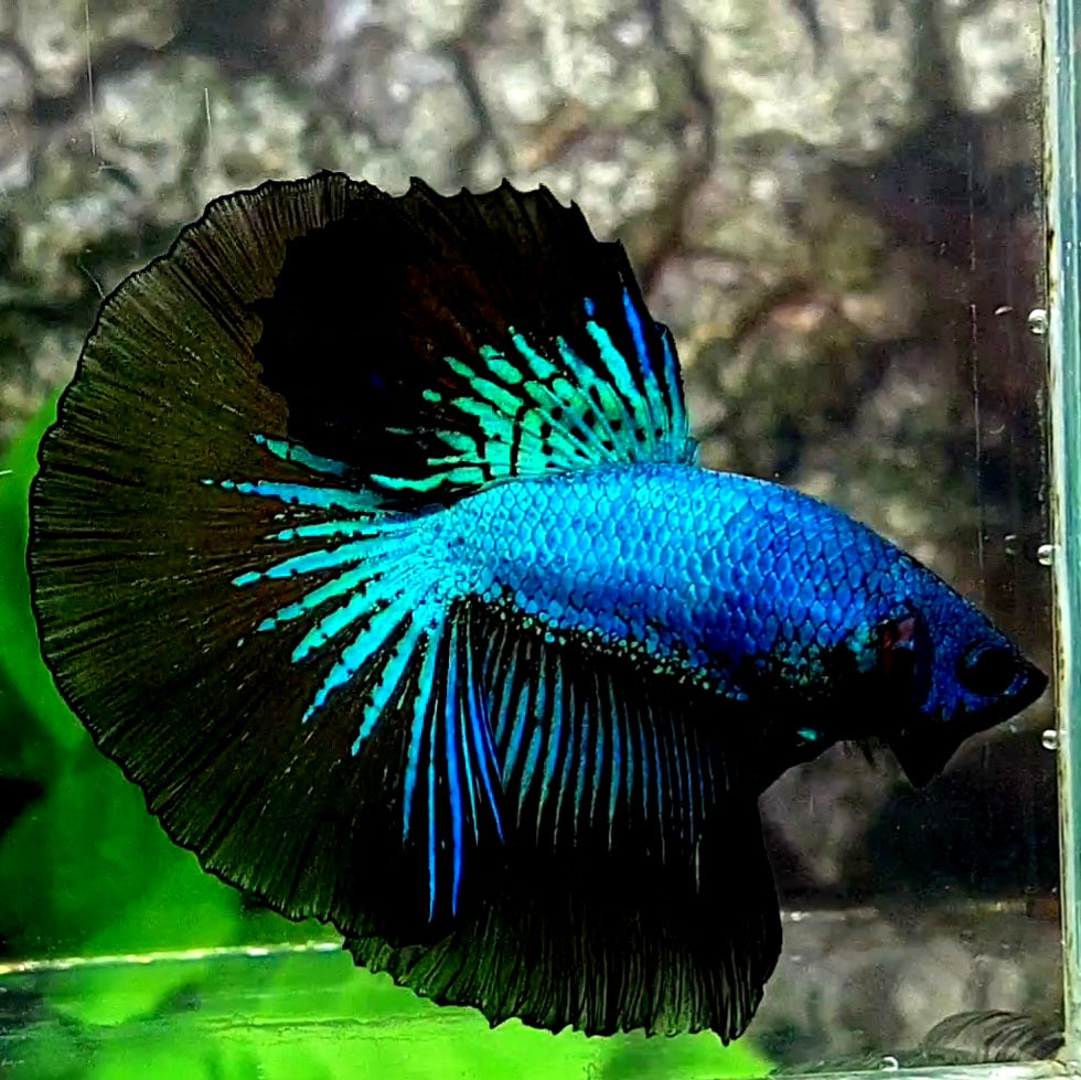 Blue Black Orchid Halfmoon Male