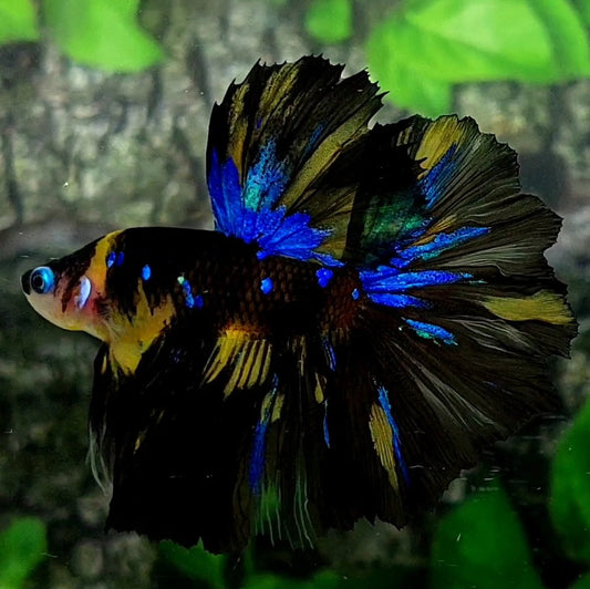 Black Yellow Tiger Blue Galaxy Rosetail Halfmoon Male