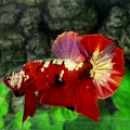 Red Copper Gold Galaxy Over HMPK Male