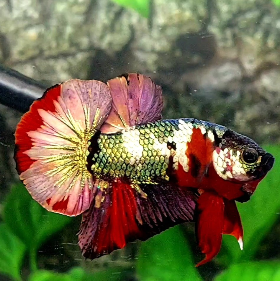 Red Copper Green Gold Galaxy Over HMPK Male