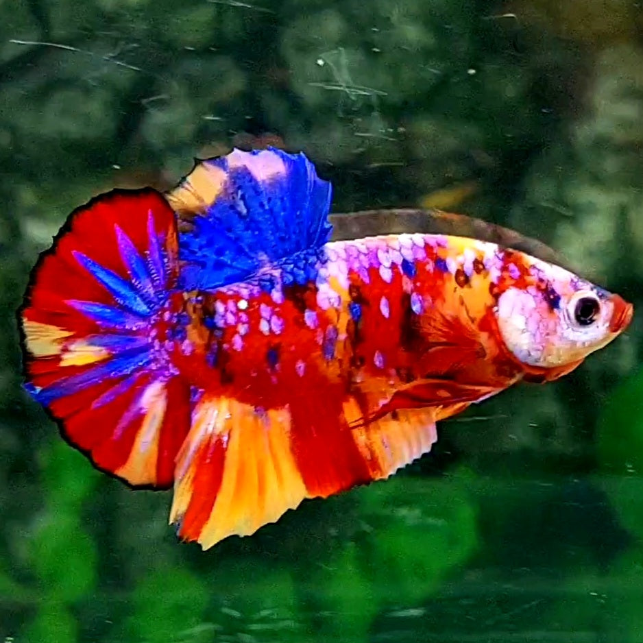 Multicolor Pink Purple Galaxy HMPK Male