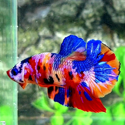 Multicolor Galaxy HMPK Male