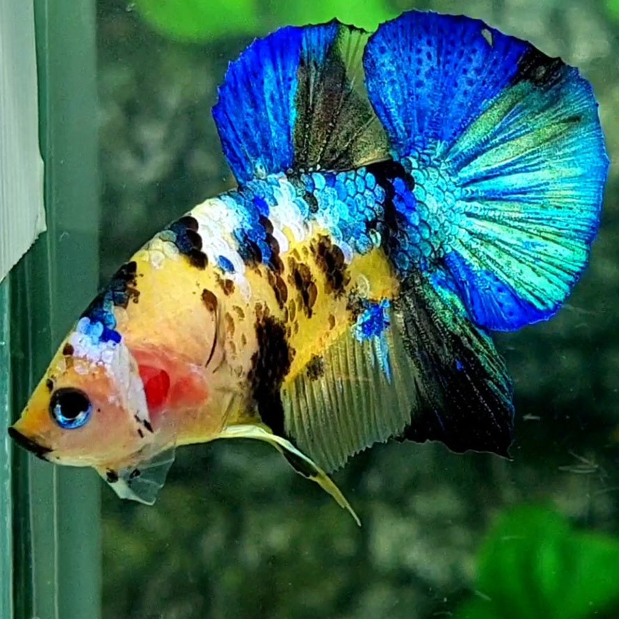 Yellow Tiger Blue Galaxy HMPK Male