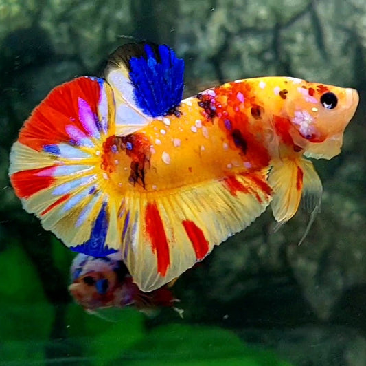 Multicolor Yellowbase Galaxy HMPK Male