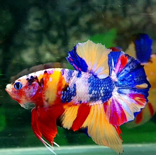 Multicolor Yellowbase Pink Candy HMPK Male