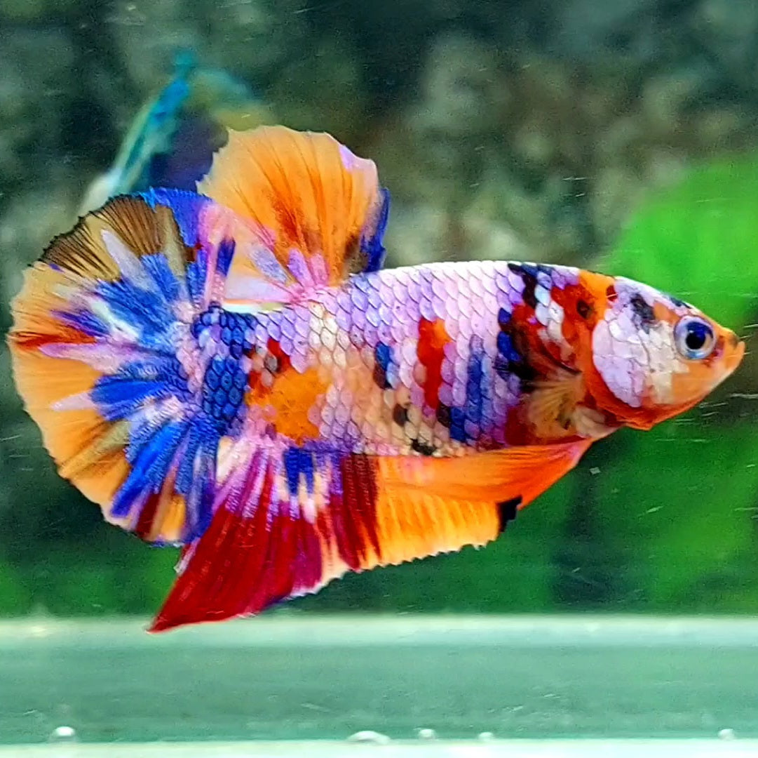 Multicolor Purple Pink Candy Galaxy HMPK Male