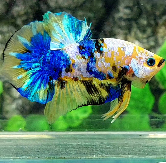 Yellow Blue Koi Galaxy Over HMPK Male