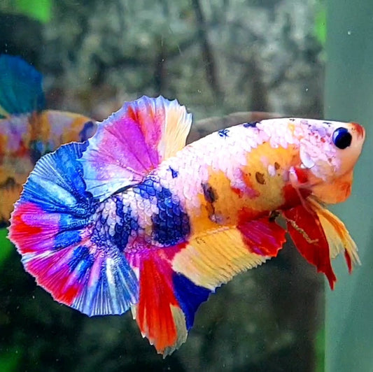 Multicolor Yellowbase Pink Candy Over HMPK Male