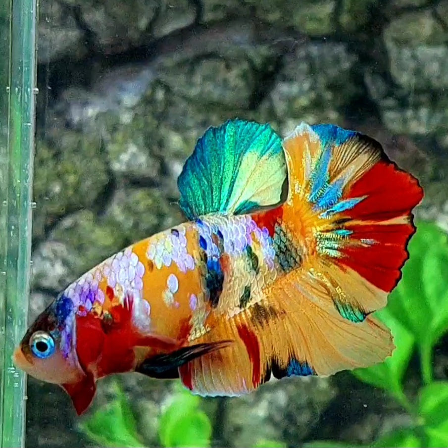 Multicolor Yellowbase Galaxy HMPK Male