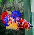 Multicolor Red Pink Purple Galaxy HMPK Male