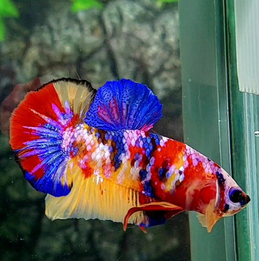 Multicolor Red Pink Purple Galaxy HMPK Male