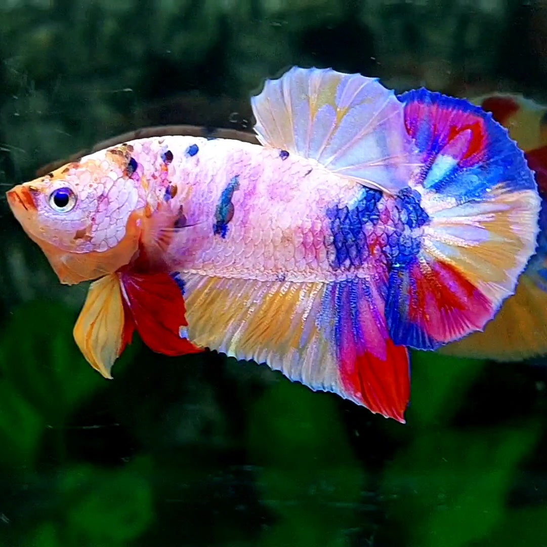 Multicolor Pink Candy Over HMPK Male