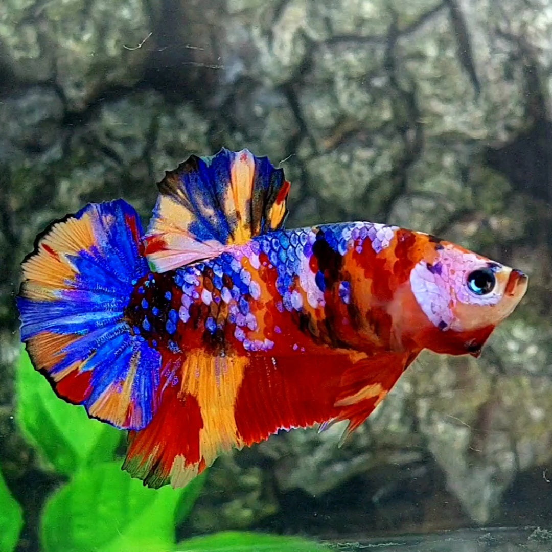 Multicolor Galaxy HMPK Male