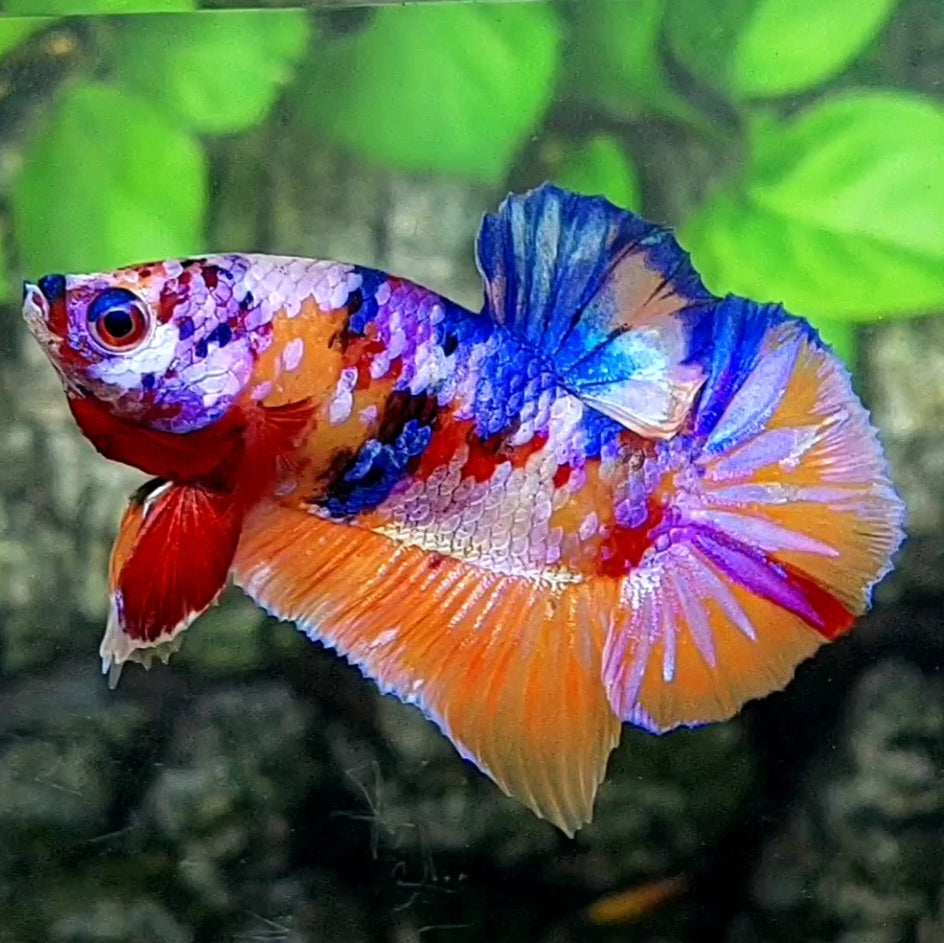 Multicolor Candy Purple Galaxy HMPK Male