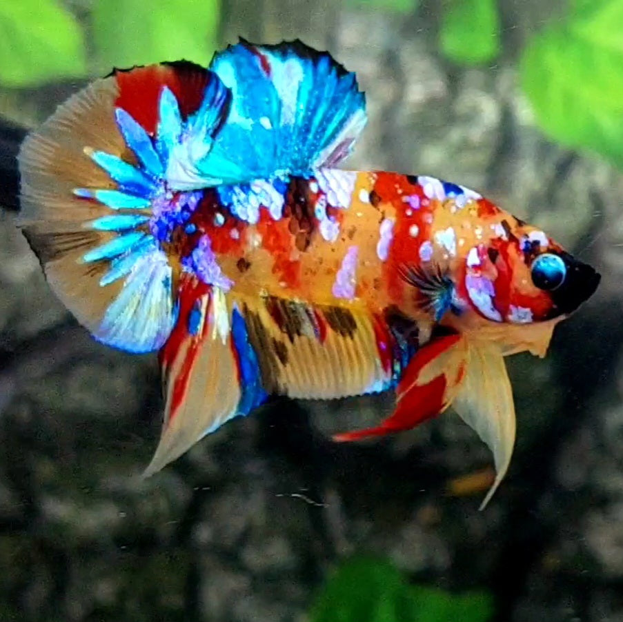 Yellowbase Multicolor Galaxy Over HMPK Male