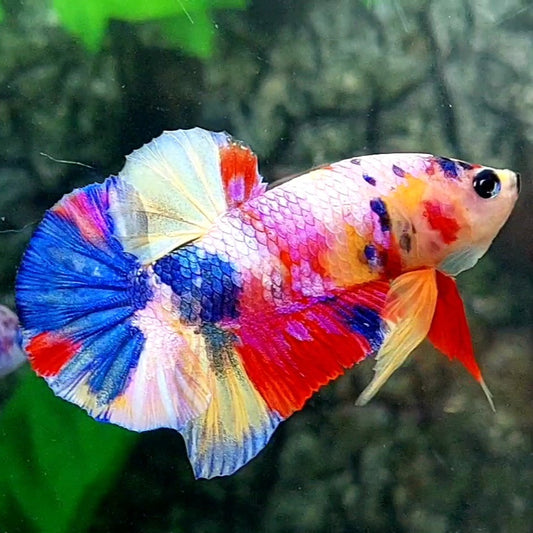 Multicolor Yellowbase Pink Purple Candy Over HMPK Male