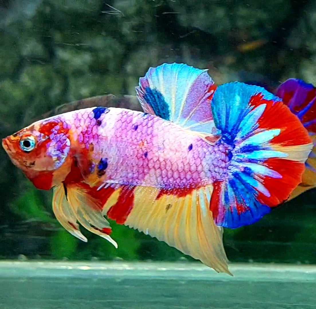 Multicolor Pink Purple Candy Over HMPK Male