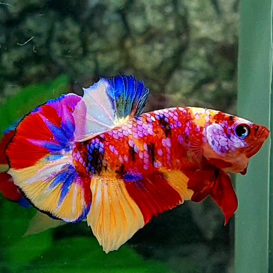 Multicolor Red Pink Purple Galaxy HMPK Male