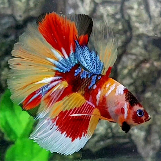 Multicolor Galaxy Halfmoon Male