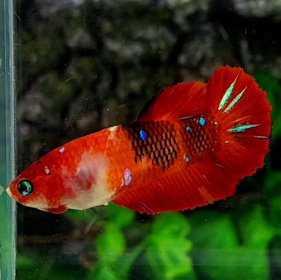 Red Koi Tiger Galaxy HMPK Female For Sorority / Breed