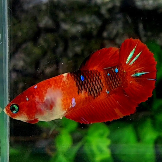 Red Koi Tiger Galaxy HMPK Female For Sorority / Breed