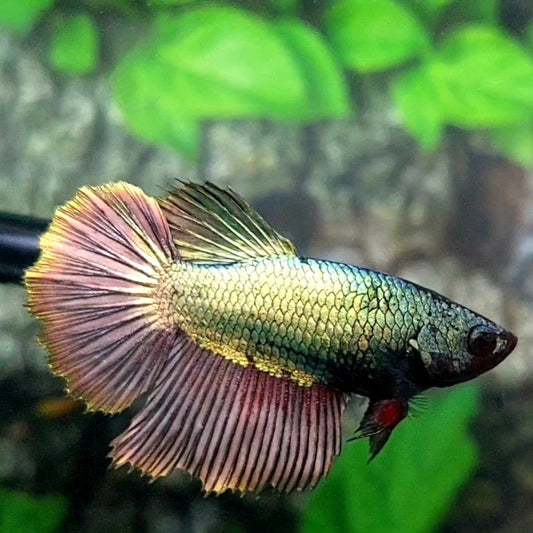 Copper Green Gold Halfmoon Female For Sorority / Breed