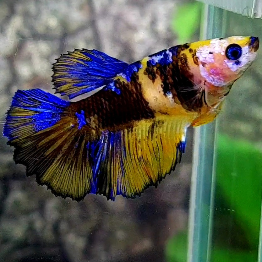 Yellow Tiger Koi Blue Galaxy Halfmoon Female For Sorority / Breed