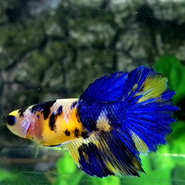 Yellow Tiger Koi Blue Galaxy Halfmoon Female For Sorority / Breed