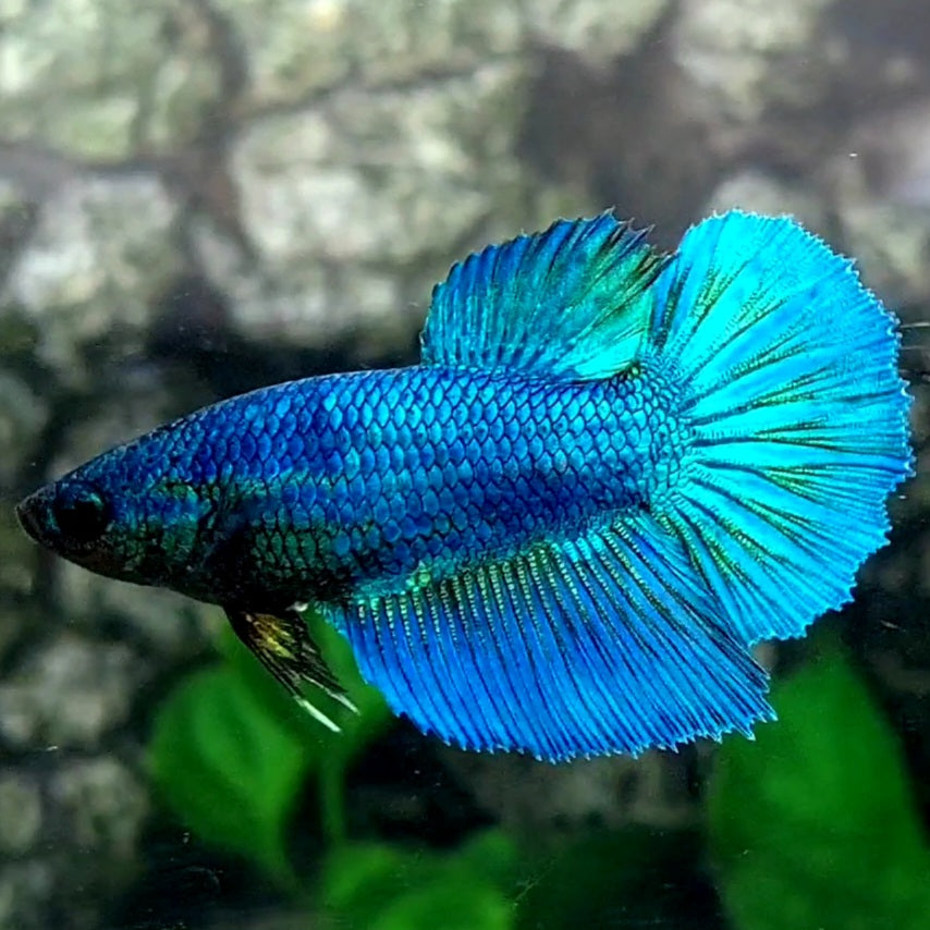 Solid Turquoise Halfmoon Female For Sorority / Breed 50% off