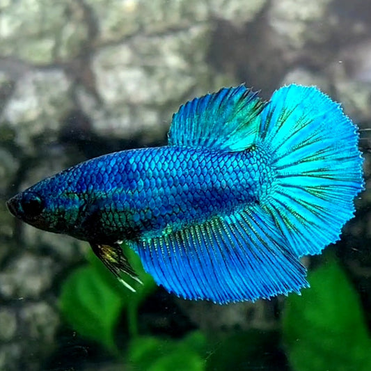 Solid Turquoise Halfmoon Female For Sorority / Breed 50% off