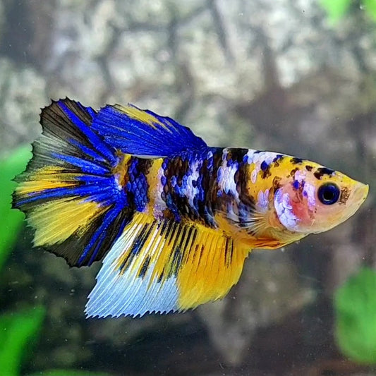 Yellow Tiger Koi Blue Galaxy Halfmoon Female For Sorority / Breed