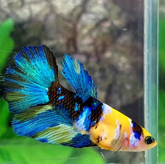 Yellow Tiger Koi Blue Galaxy Halfmoon Female For Sorority / Breed