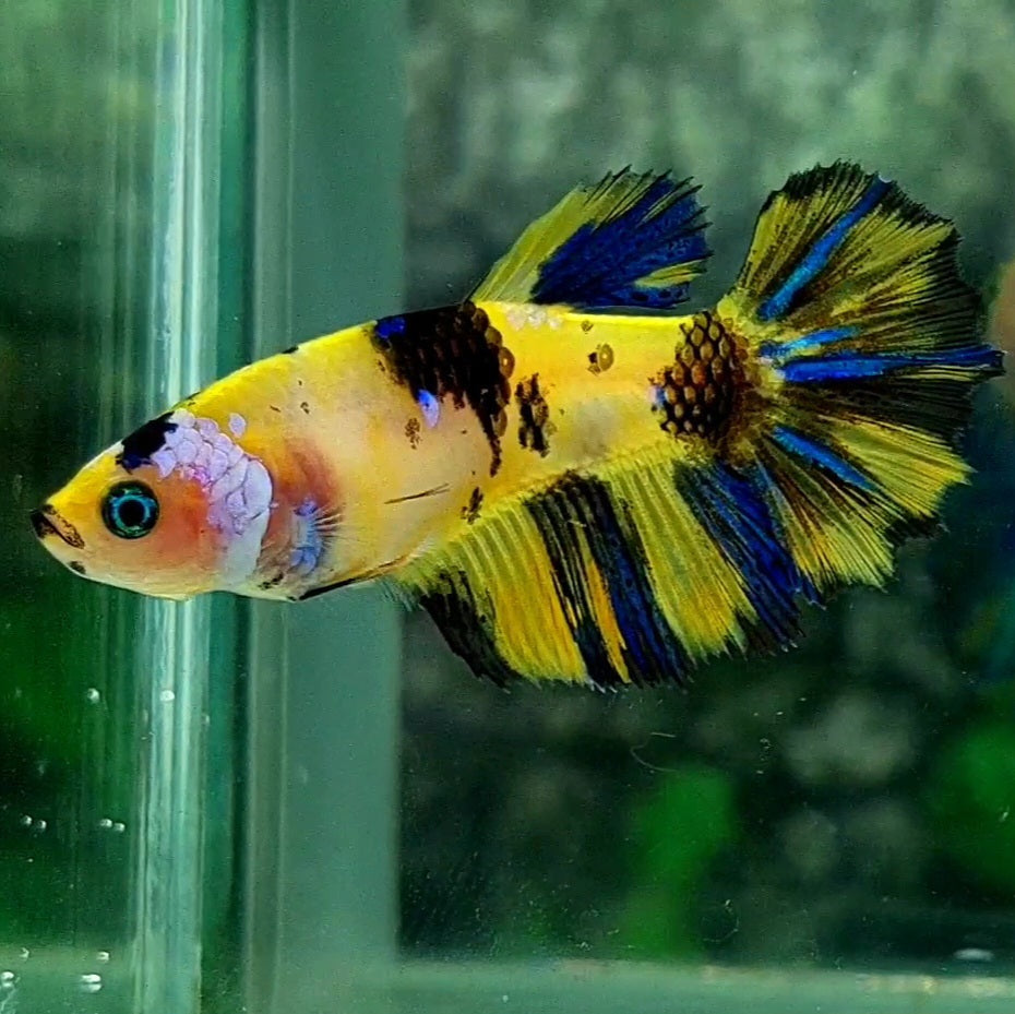 Yellow Tiger Koi Blue Galaxy Halfmoon Female For Sorority / Breed