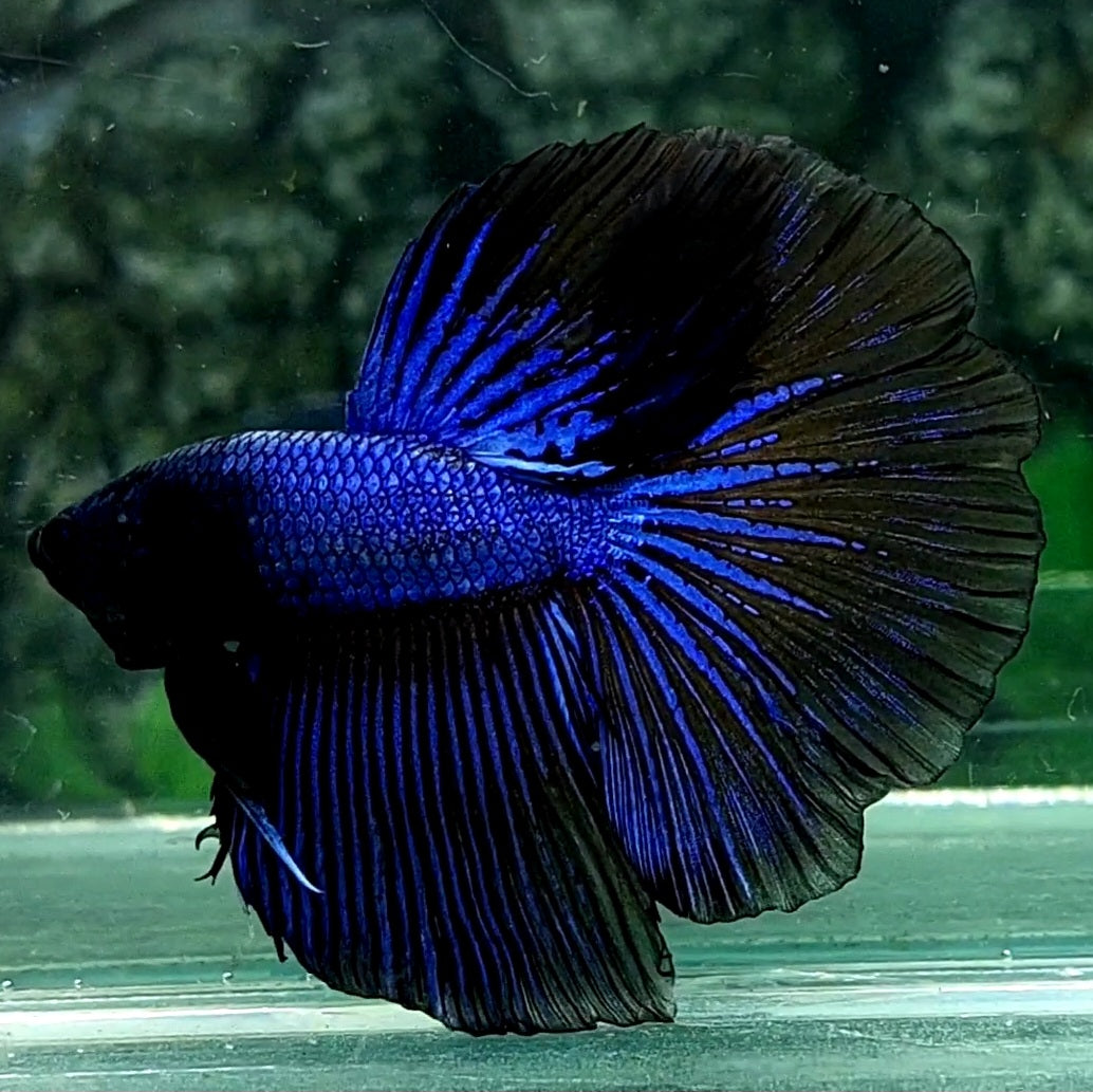 Purple Black Orchid Halfmoon Male – Zaga Farm