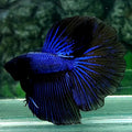 Purple Black Orchid Halfmoon Male