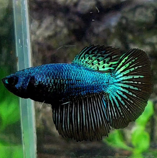 Blue Steel Black Orchid Halfmoon Female For Sorority / Breed