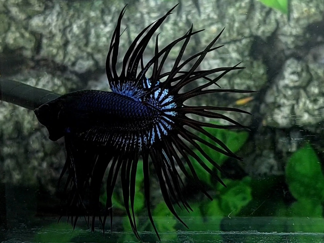 Black Orchid Crowntail Male