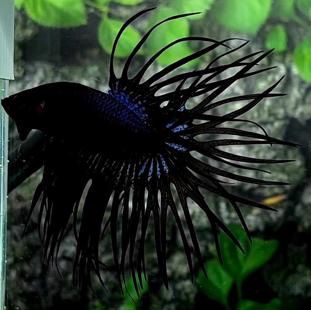 Black Orchid Crossrays Crowntail Male