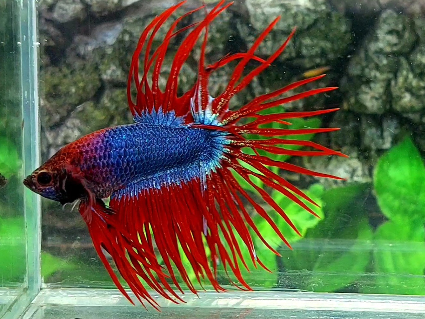 Jumbo Red Mascot Crowntail Male