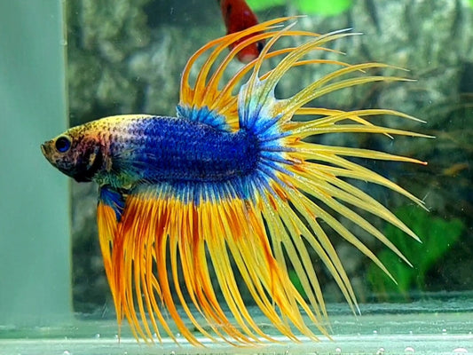 Yellow Mascot Crowntail Male