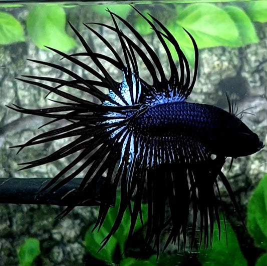 Black Orchid Crowntail Male