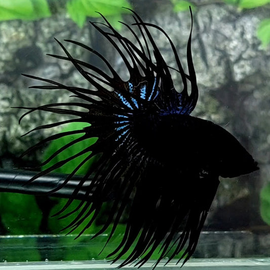 Jumbo Black Orchid Crowntail Male