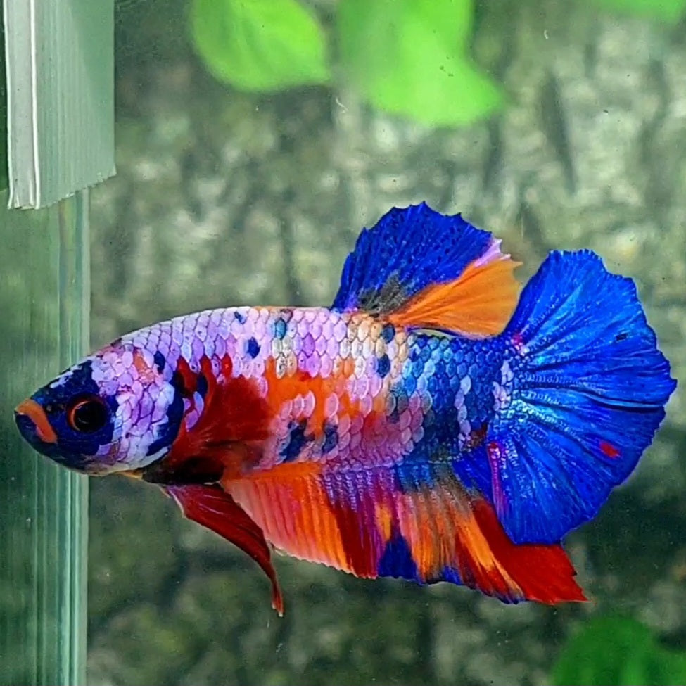 Multicolor Purple Pink Galaxy HMPK Male