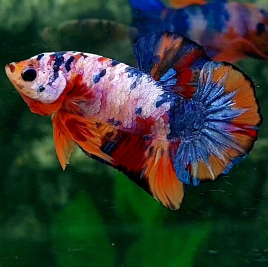 Multicolor Purple Pink Galaxy HMPK Male