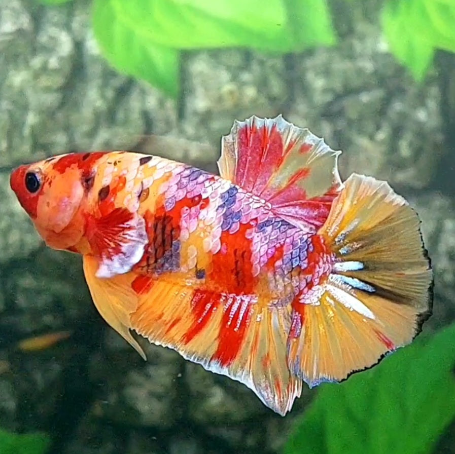 Multicolor Candy Purple Pink Galaxy HMPK Male